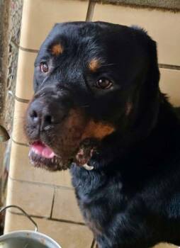 Rescue Rottweiler Dogs for Adoption in Warrenton, Missouri - Gunner | PetCurious