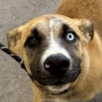111407 -  Mixed Breed Dog for Adoption in Las Cruces, New Mexico - 111407 | PetCurious