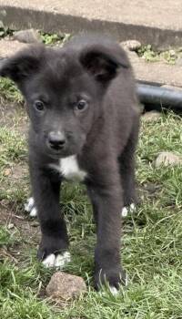 Echo -  Australian Shepherd Dog for Adoption in South Bend, Indiana - Echo | PetCurious