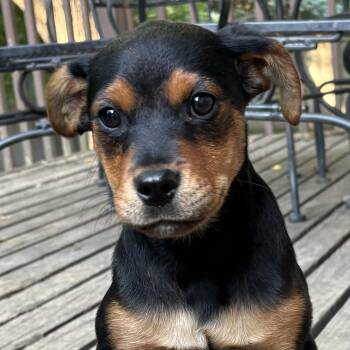 Jalapeno -  Mixed Breed Dog for Adoption in Normal, Illinois - Jalapeno | PetCurious
