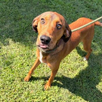 Zion -  Hound and Mixed Breed Dog for Adoption in Franklin, North Carolina - Zion | PetCurious