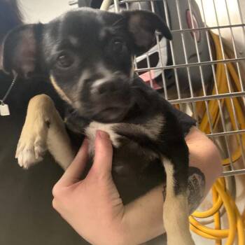 Daniella -  Mixed Breed Dog for Adoption in Greenville, South Carolina - Daniella | PetCurious