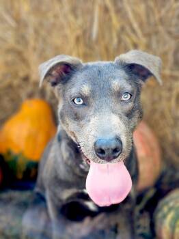 Rescue Staffordshire Bull Terrier Dogs for Adoption in Princeton, Massachusetts - Willow | PetCurious