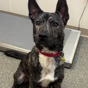 Peyton -  Shepherd and Mountain Cur Dog for Adoption in Melbourne, Kentucky - Peyton | PetCurious