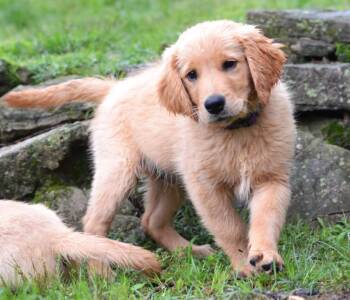 Golden Retriever Dogs Available for Adoption in Memphis, Tennessee - Shadow | PetCurious
