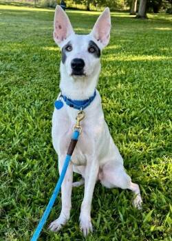 Solae -  Mixed Breed Dog for Adoption in Vero Beach, Florida - Solae | PetCurious