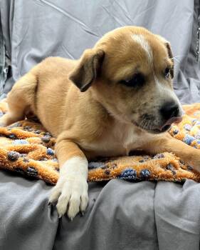 Pit Bull Terrier and Mixed Breed Dogs Available for Adoption in Grovetown, Georgia - PENNY | PetCurious