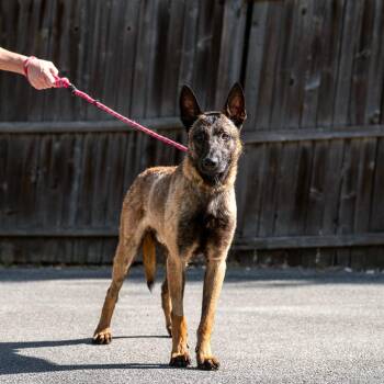 Whiskey -  Belgian Shepherd Malinois Dog for Adoption in Chester Springs, Pennsylvania - Whiskey | PetCurious