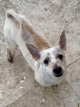 Rescue West Highland White Terrier Westie Dogs for Adoption in Boca Raton, Florida - WES The WESTIE Boy Pup | PetCurious