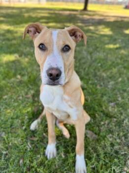 Banjo -  Mixed Breed Dog for Adoption in Houston, Texas - Banjo | PetCurious