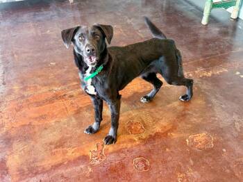 Maya -  Labrador Retriever Dog for Adoption in San Antonio, Texas - Maya | PetCurious