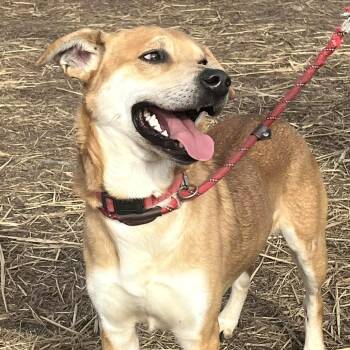 Jack -  Mixed Breed Dog for Adoption in Huntington, West Virginia - Jack | PetCurious