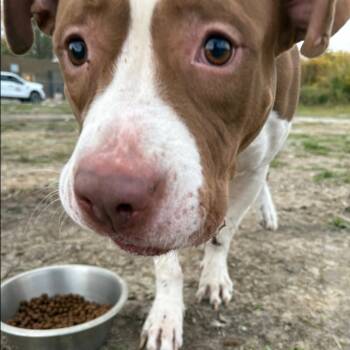 Rescue Pit Bull Terrier and American Bulldog Dogs for Adoption in East St. Louis, Illinois - Heston | PetCurious