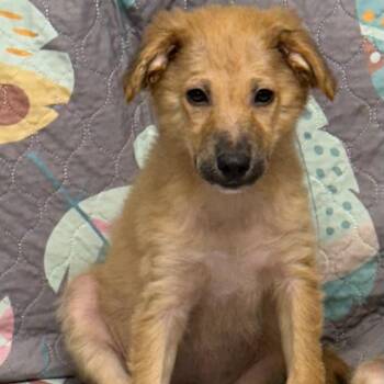 Labrador Retriever and German Shepherd Dog Dogs Available for Adoption in Sunderland, Maryland - Chupey | PetCurious