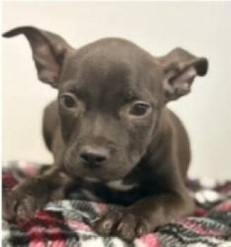 Mixed Breed Dogs Available for Adoption - Noodle | PetCurious