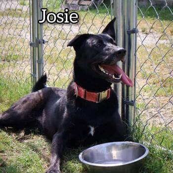 Rescue Shepherd Dogs for Adoption in Columbia, Missouri - Josie | PetCurious