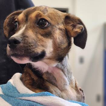 Mixed Breed Dogs Available for Adoption in Auburn, Alabama - Ravioli | PetCurious
