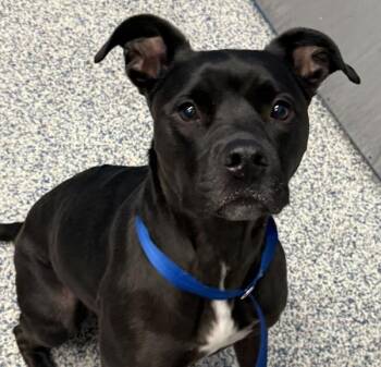Harley -  Pit Bull Terrier Dog for Adoption in Golden, Colorado - Harley | PetCurious