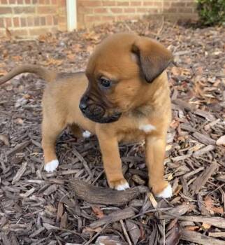 American Staffordshire Terrier and American Bulldog Dogs Available for Adoption - Buddy | PetCurious