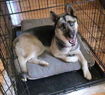 Rescue Siberian Husky and German Shepherd Dog Dogs for Adoption in Cottonwood, California - Addy | PetCurious