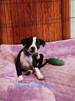 Casper- little monsters litter -  Australian Cattle Dog Blue Heeler and Boykin Spaniel Dog for Adoption in Carmel Hamlet, New York - Casper- Little Monsters Litter | PetCurious