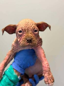 Pit Bull Terrier Dogs Available for Adoption in New York, New York - Duffy (GA) | PetCurious