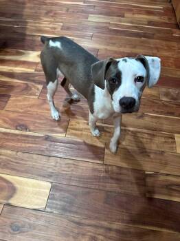 Xena -  Terrier and American Staffordshire Terrier Dog for Adoption in Marine City, Michigan - Xena | PetCurious