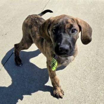 Great Dane Dogs Available for Adoption - Julius | PetCurious