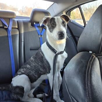 Mixed Breed Dogs Available for Adoption - Callie | PetCurious