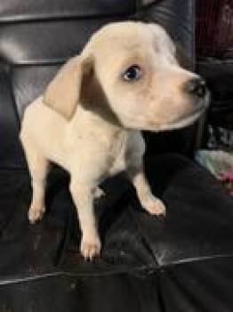 Rescue Terrier and Australian Cattle Dog Blue Heeler Dogs for Adoption in Chinle, Arizona - PeeWee | PetCurious
