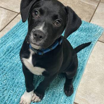 Abe (foster raised) -  Mixed Breed Dog for Adoption in Lacon, Illinois - Abe (foster Raised) | PetCurious