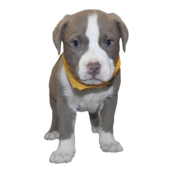 Cookie Dough -  Terrier Dog for Adoption in Springfield, Ohio - Cookie Dough | PetCurious