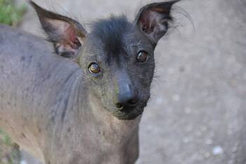 Xoloitzcuintli Mexican Hairless Dogs Available for Adoption in Lansing, Michigan - Remi In Texas | PetCurious