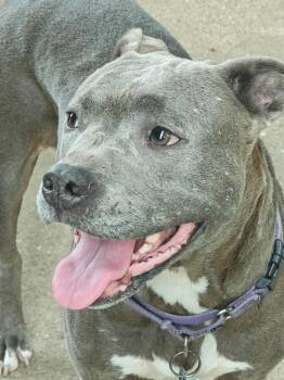 June Bug -  Pit Bull Terrier Dog for Adoption in Monroeville, Pennsylvania - June Bug | PetCurious