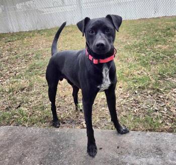 Mixed Breed Dogs Available for Adoption in Palmetto, Florida - DEXTER | PetCurious