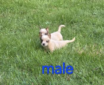 Jimmy  -  Australian Cattle Dog Blue Heeler Dog for Sale in Tazewell, Tennessee - Jimmy  | PetCurious