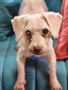 Poodle Dogs Available for Adoption - Angel | PetCurious