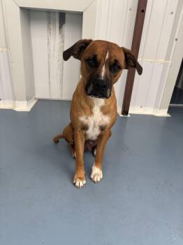 Mirae -  Boxer and Mixed Breed Dog for Adoption in Moriarty, New Mexico - Mirae | PetCurious