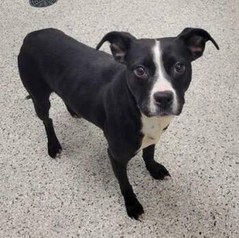 Chiclet -  Mixed Breed Dog for Adoption in Kansas City, Missouri - Chiclet | PetCurious