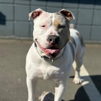 SHELLSEA -  Staffordshire Bull Terrier and Australian Cattle Dog Blue Heeler Dog for Adoption in Alameda, California - SHELLSEA | PetCurious