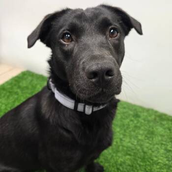 Labrador Retriever and Mixed Breed Dogs Available for Adoption in Columbia, Missouri - Celestine | PetCurious