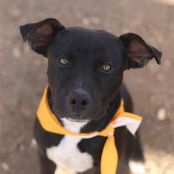 MOO -  American Staffordshire Terrier Dog for Adoption in San Antonio, Texas - MOO | PetCurious