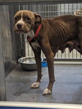 JOPLIN -  Mixed Breed Dog for Adoption in Dallas, Texas - JOPLIN | PetCurious