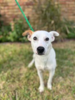 Rat Terrier Dogs Available for Adoption in Houston, Texas - Cam | PetCurious