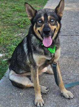 Sinatra -  German Shepherd Dog Dog for Adoption in The Woodlands, Texas - Sinatra | PetCurious