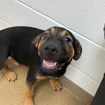 Rescue Hound and Mixed Breed Dogs for Adoption in Corpus Christi, Texas - Fern | PetCurious