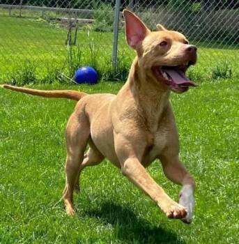 American Staffordshire Terrier Dogs Available for Adoption in Huntington, New York - DUKE | PetCurious