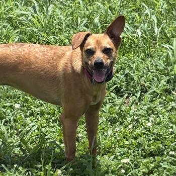 Gemma -  Chihuahua and Feist Dog for Adoption in Bardstown, Kentucky - Gemma | PetCurious