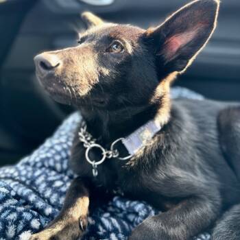 Rescue Mixed Breed Dogs for Adoption in Buffalo, Minnesota - Doreen | PetCurious