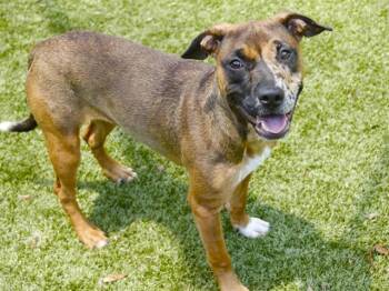 COOKIES -  Pit Bull Terrier and Mixed Breed Dog for Adoption in Tallahassee, Florida - COOKIES | PetCurious